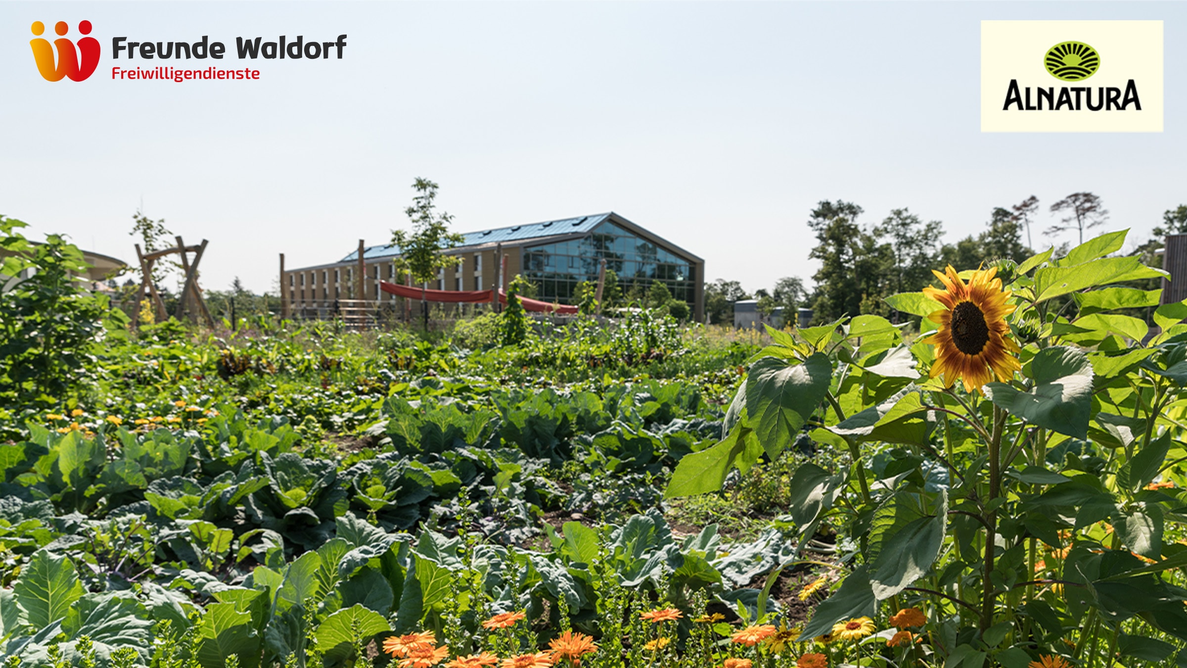 Foto mit vielen grünen Ackerpflanzen im Vordergrund und dem Alnatura Bürogebäude im Hintergrund. 