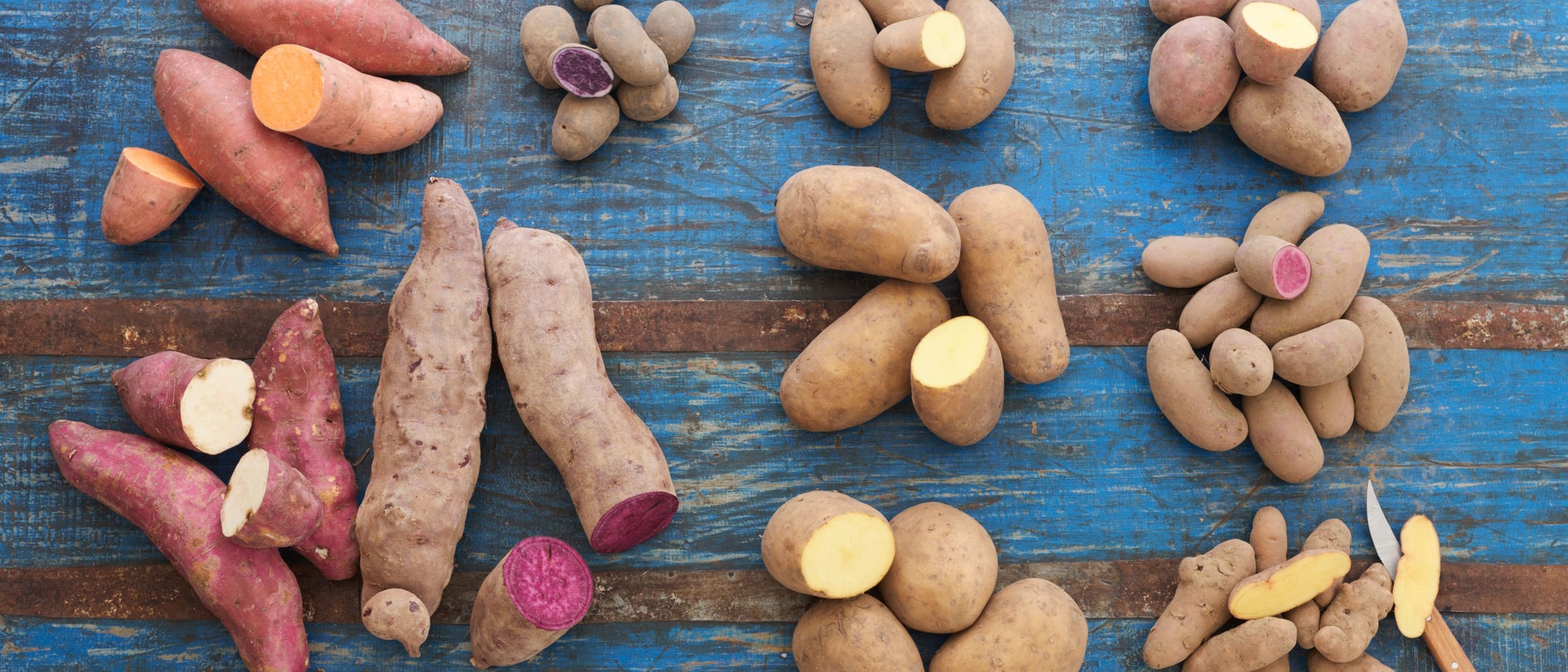Bunte Kartoffelvielfalt mit lila Kartoffeln, Süßkartoffeln, Bamber Hörnchen, mehligkochenden Kartoffeln und festkochenden Kartoffeln