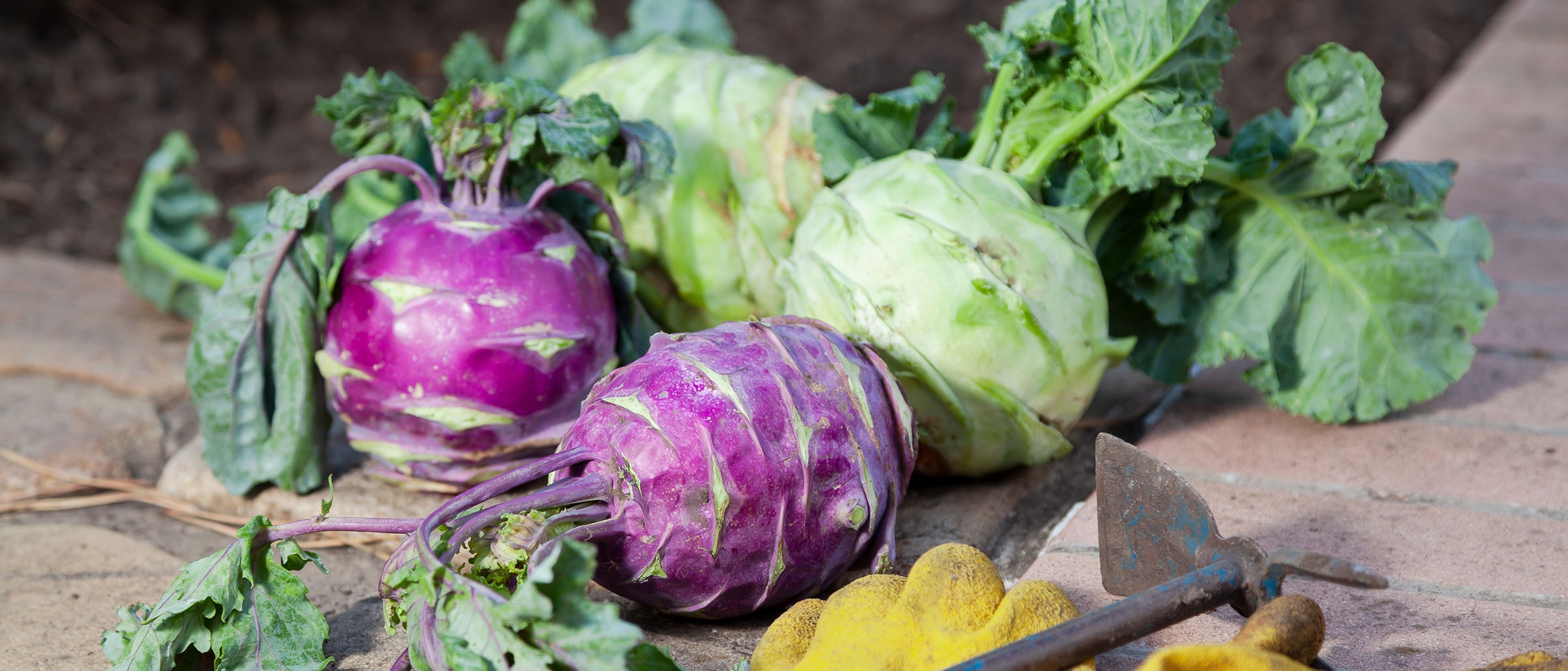 Weißer und blauer Kohlrabi liegend