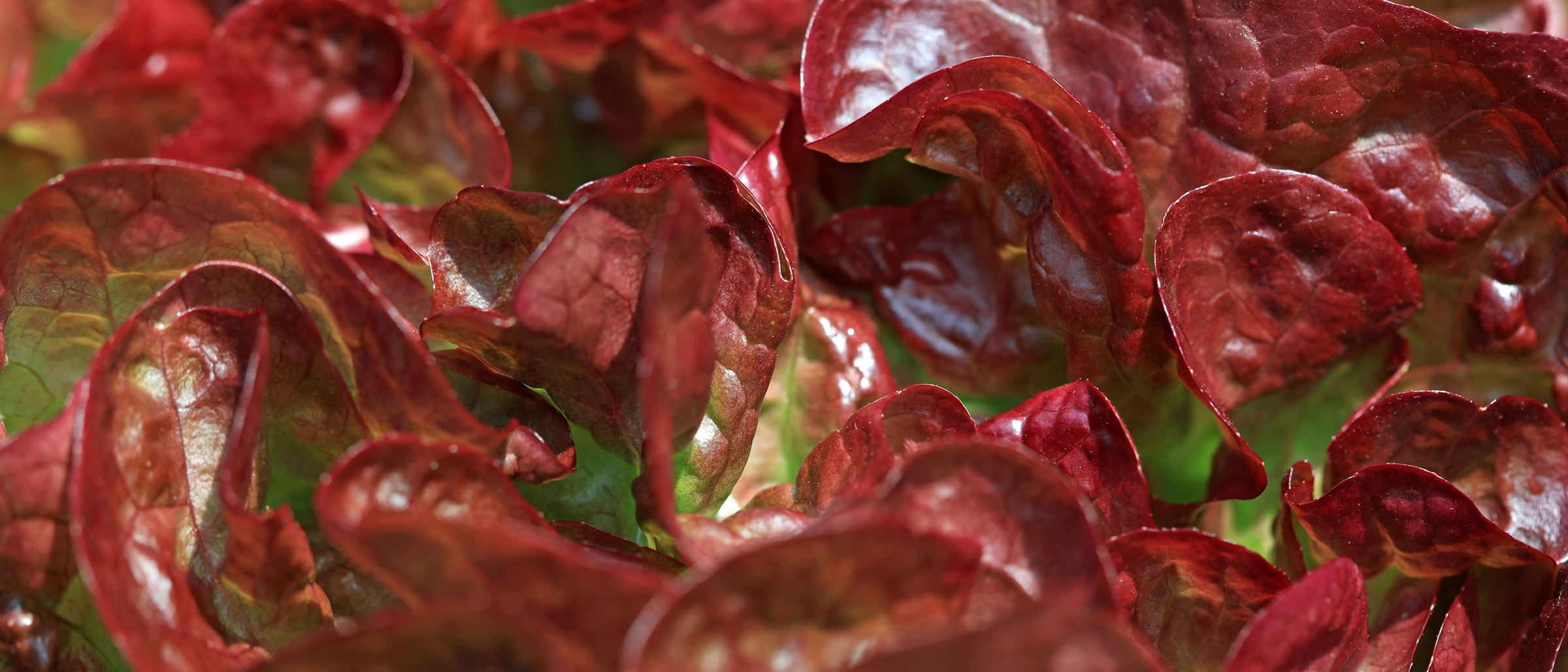 Alnatura Saisonkalender: Eichblattsalat