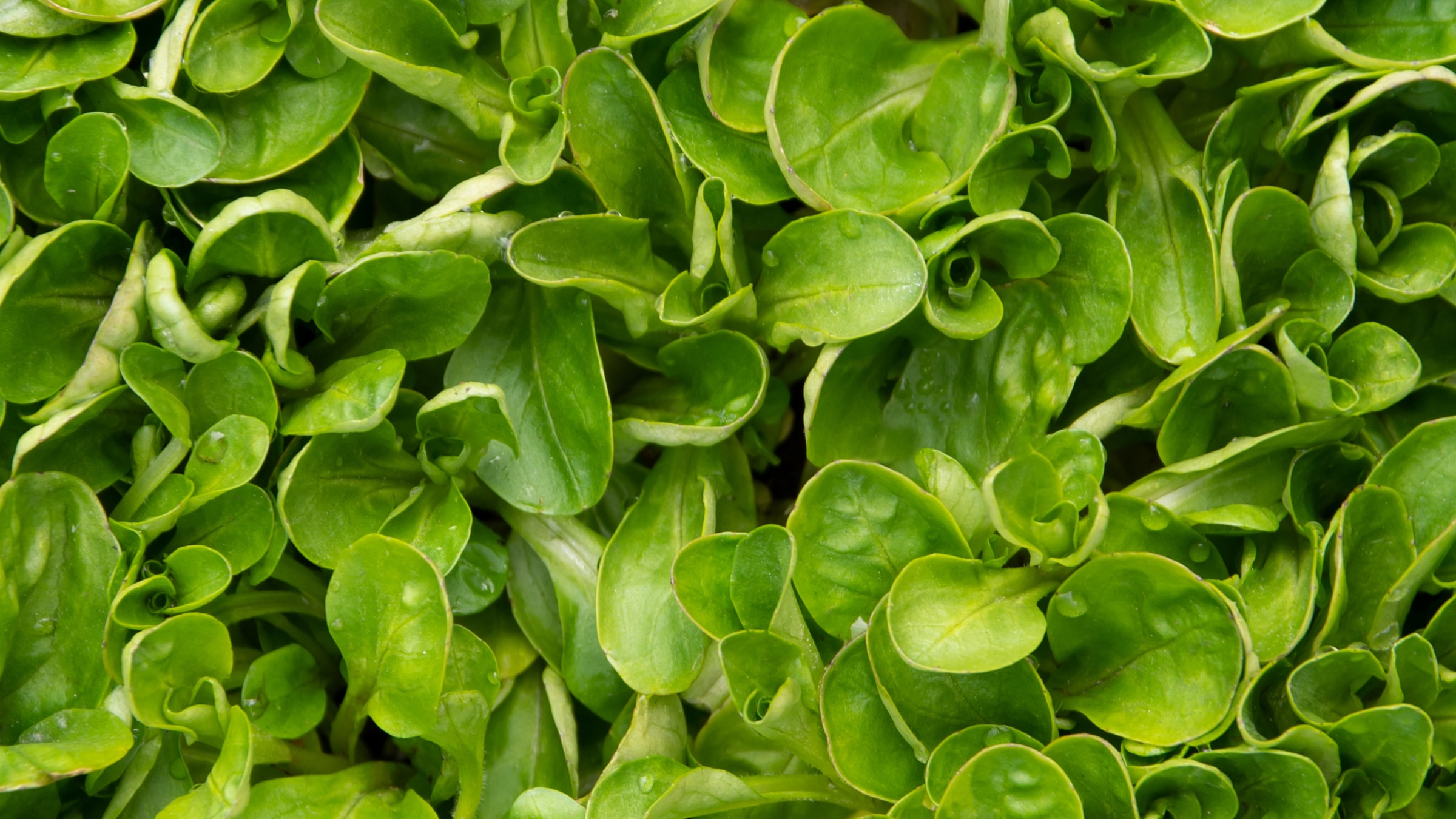 Alnatura Saisonkalender: Feldsalat