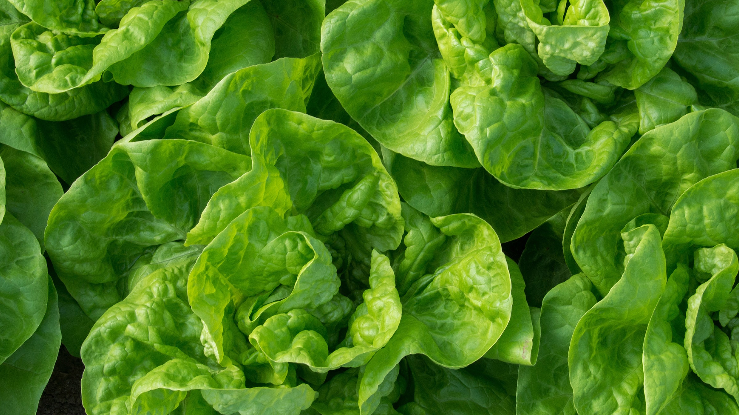 Alnatura Saisonkalender: Kopfsalat
