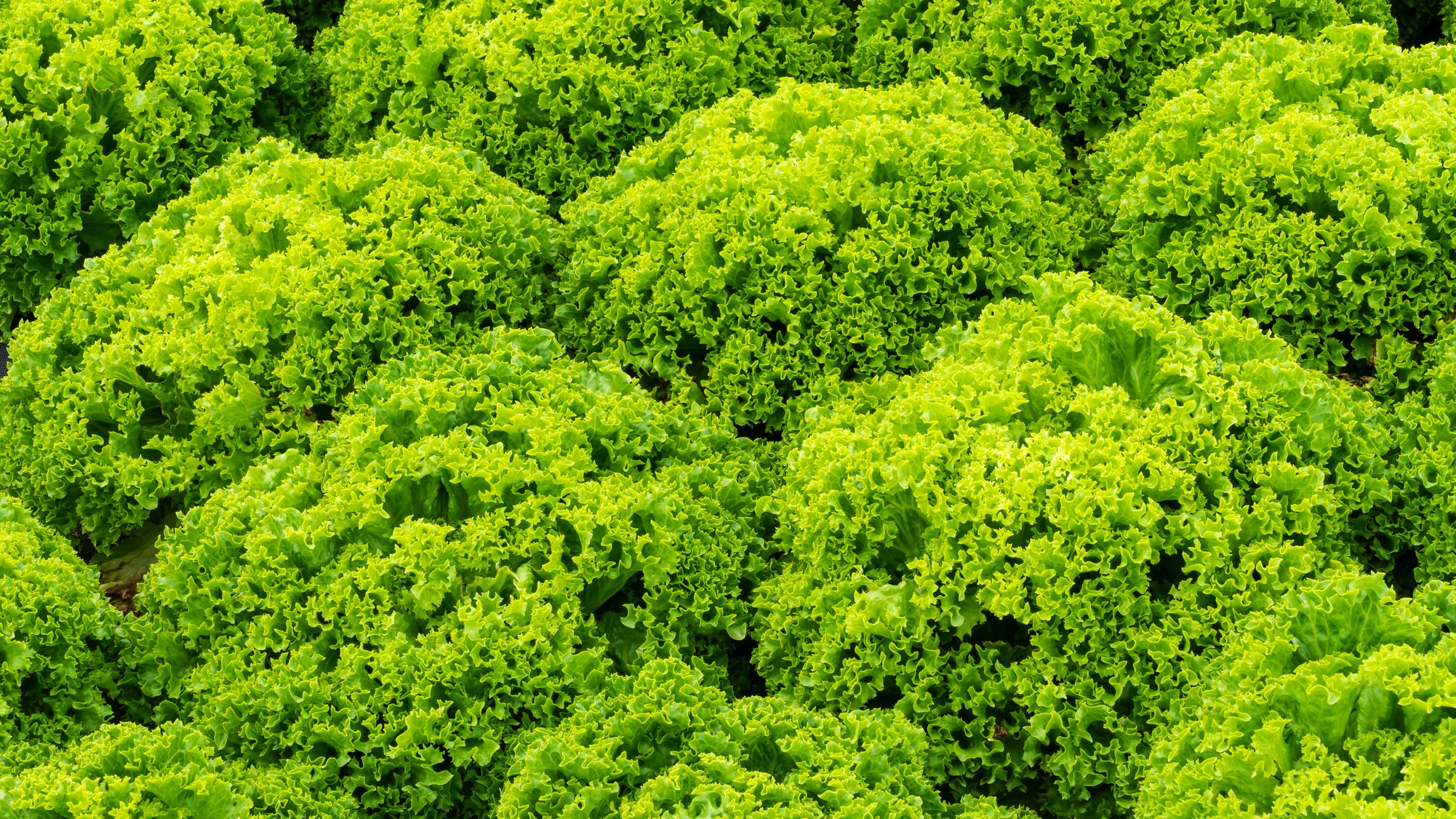Alnatura Saisonkalender: Lollo Bionda Salat